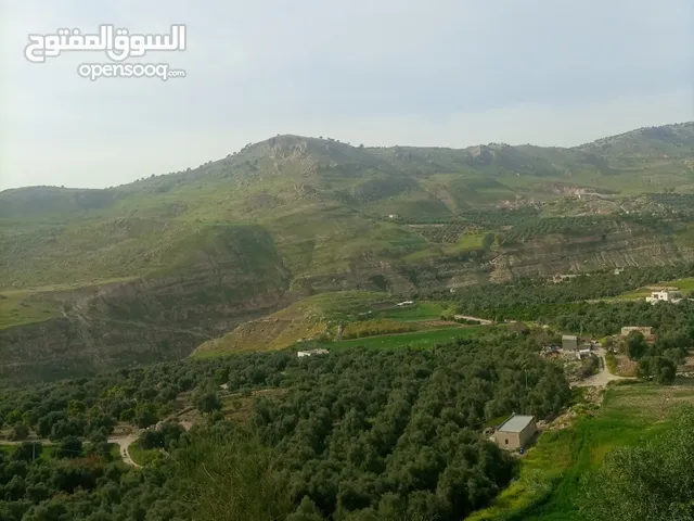 Farm Land for Sale in Ajloun Kuforanja