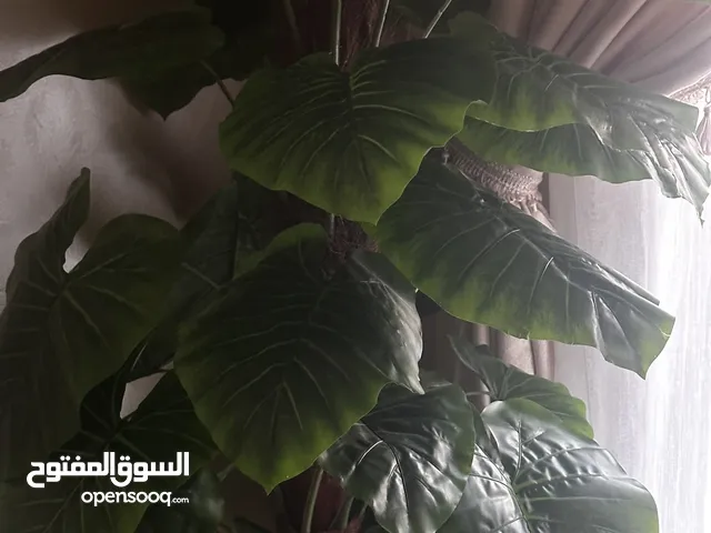 نباتات بلاستيك للبيع كلهم ب 200