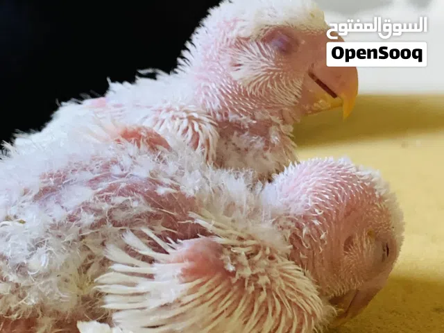 فروخ بركديلومتعود عالشرنقه  البينو عين حمرا اللون ابيض بنشري اتصل رسايل منردش عز الترويض وسعرهم حرق