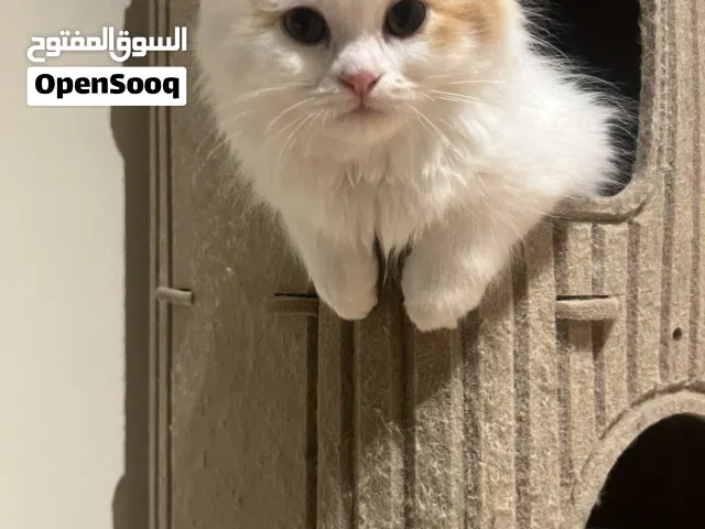 Persian mix Male cat 4 months old