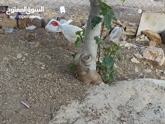 حبش ازرق للبيع
