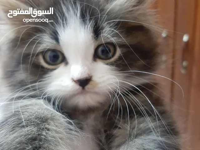قطط صغار بعمر شهرين للبيع عدد 3