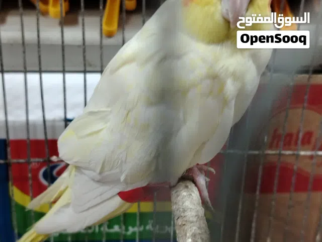 كوكتيل لاتينو ذكر. وطيره كنار موردي
