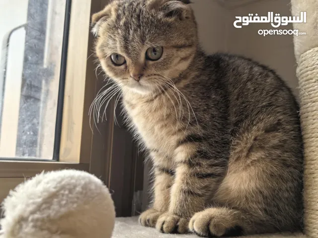 قطط سكوتش فولد