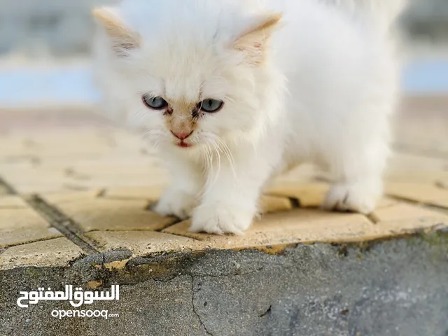 قط مون فيس
