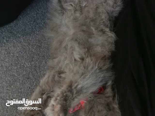 قطط أنثى عمر شهر للبيع مع لتر بوكس واكل
