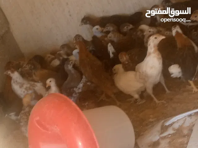 عتاتيق للبيع