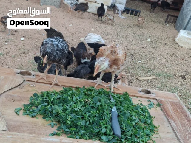 كتكوت عربي ربي يبارك كوبيه دجاج مشالله تبارك الرحمن ربي يبارك العمره شهرين