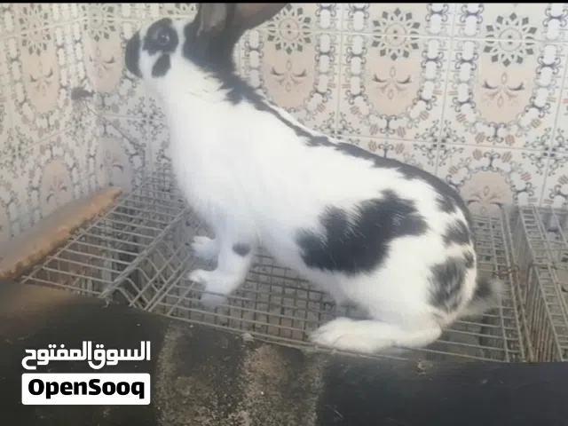 ذكور بابيون عملاق فرنسي