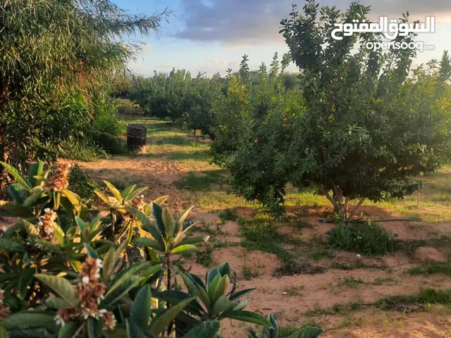 More than 6 bedrooms Farms for Sale in Tripoli Tajura