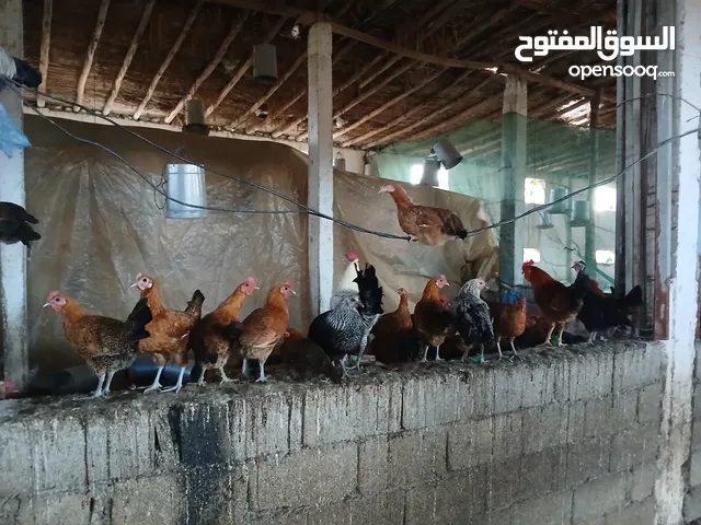 دجاج بلدي و فيومي للبيع