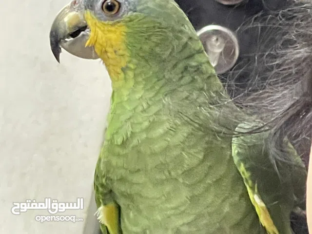 amazon parrot