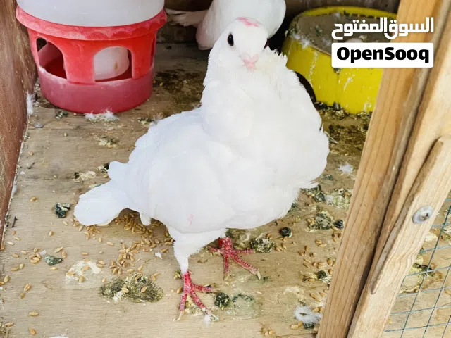 زوجين سلافر للبيع شرط الانتاج سعر الزوج 30 ومن ضمنهن طيرة مكذلة