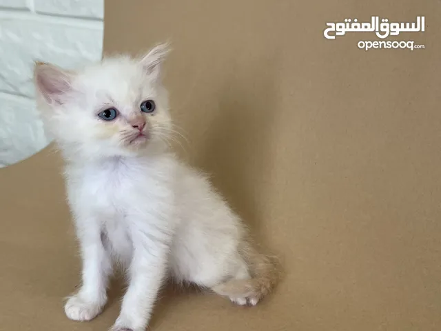Cats for adoption- قطط للتبني