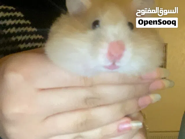 هامستر متربي