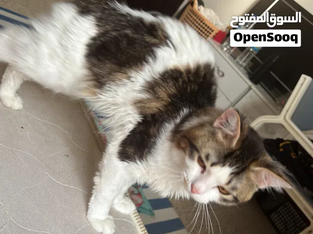 Half Shirazi Half Scotting Fold Cat