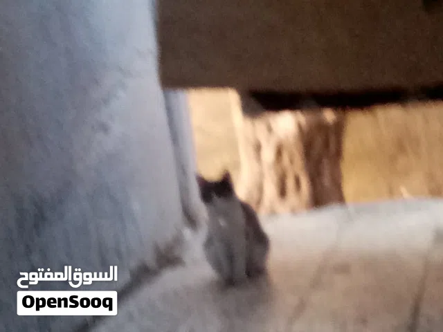  Building for Sale in Zarqa Al Zarqa Al Jadeedeh