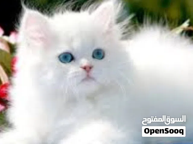 كتن قطه بيبي عشاق الابيض الثلج سوفت  شنشيلا  عيون زرق   تبني للتبني بشرط دفع ثمن اغراضهم  متعودين لت