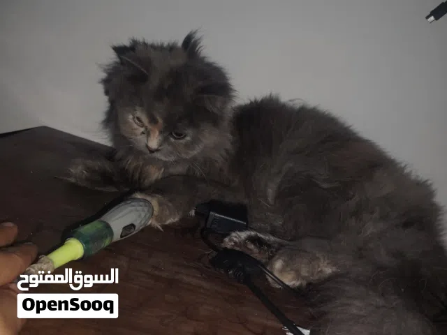 قطه للبيع حامل متزاوجه معه سكوج للبيع انثئ