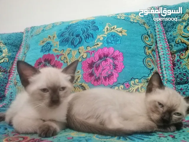 بيع اثنان قطط سلاله الصيامي واحد قطة وقط واحد