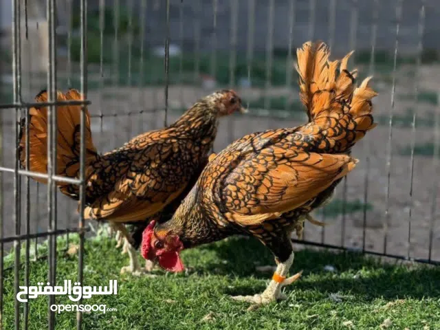 كوبيه سبرايت انيق مصوقره