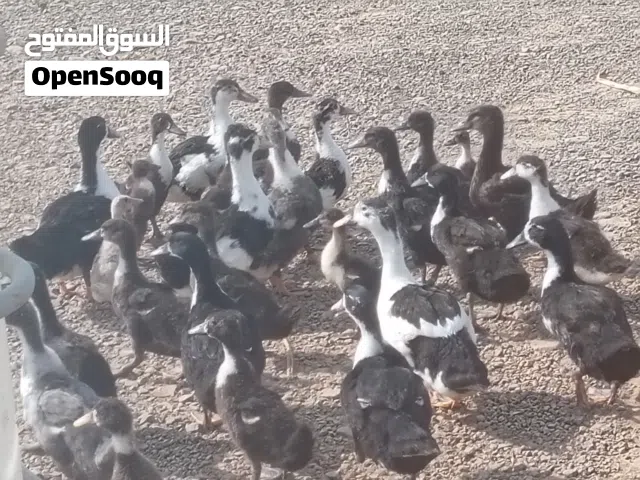 للبيع بط قريب الانتاج