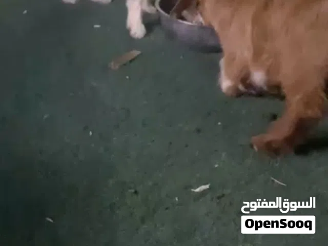 للبيع عمانيات