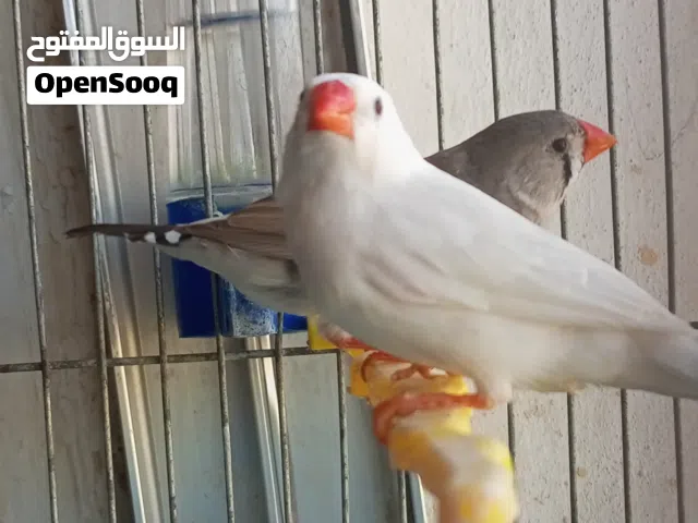 طيور جنه جوزين