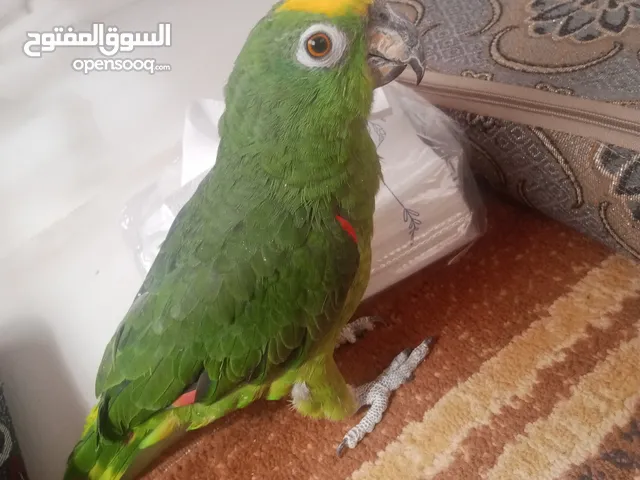 ببغاء امازوني يلو كراون