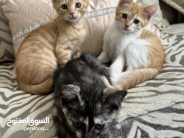 قطط صغيرة للتبني