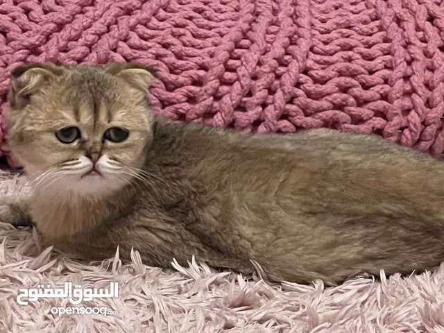 Scottish fold cat 3 months female very nice and playful original Scottish fold cat