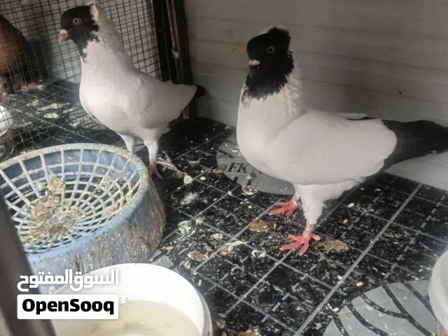 طيور طيور