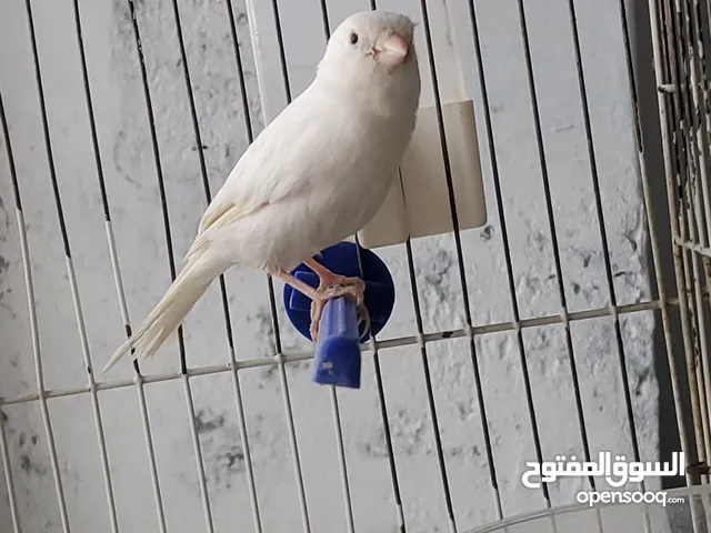 أنثى كناري أم منتجه للبيع