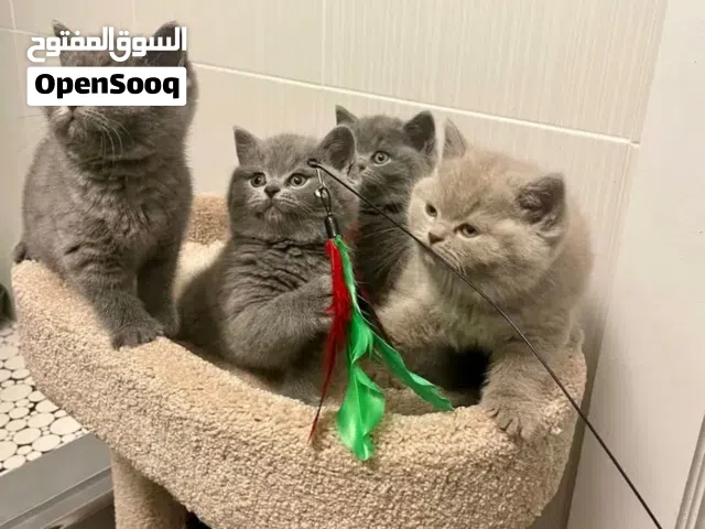 Adorable and Cute British Shorthair Kittens