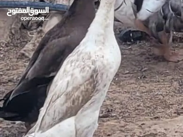 ذكر بط زينه بطريق