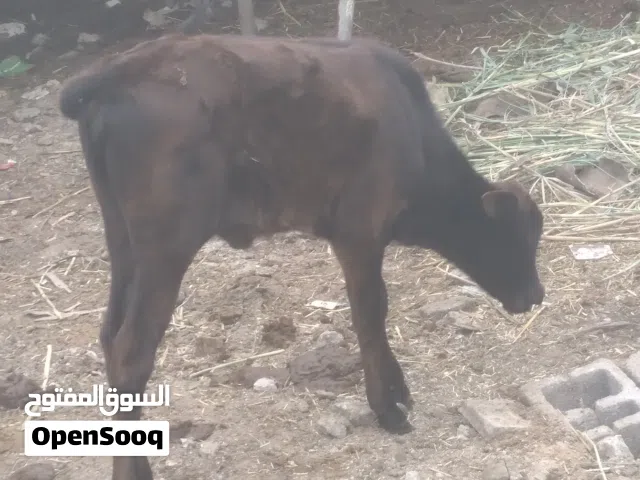 اغنام اللبيع