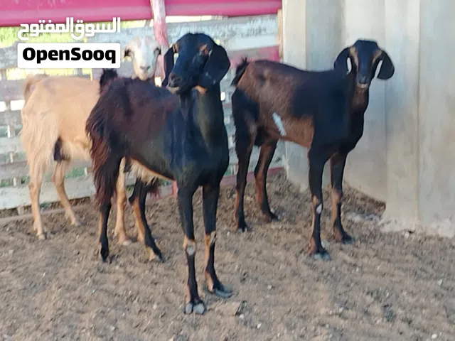 3 معزات مبيوع اضناهم والعشورية بنصيب سنهم وحدة سدسة وزوز جامعات الفر موضح في الصور المكان صبراتة يوج