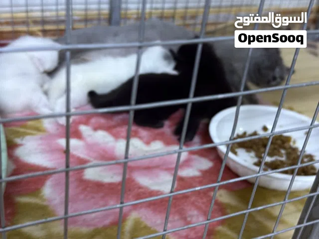 قطط للبيع شيرازي