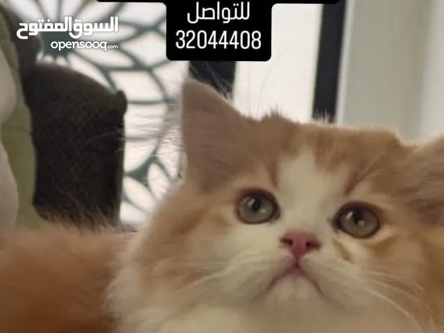 قط شيرازي بيور