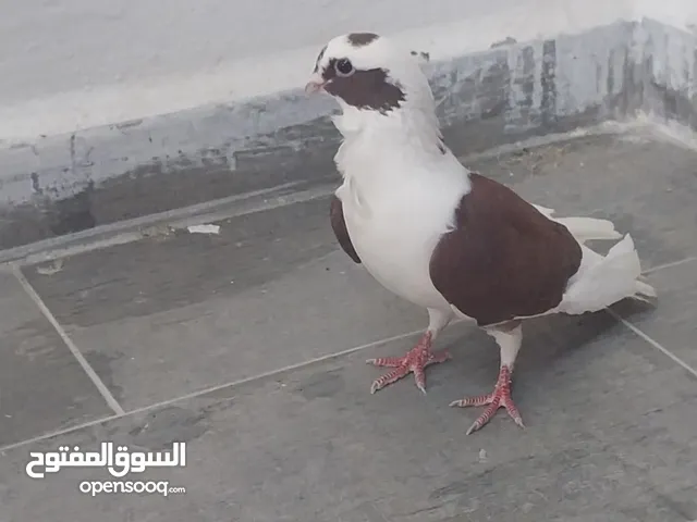 حمام منوع.