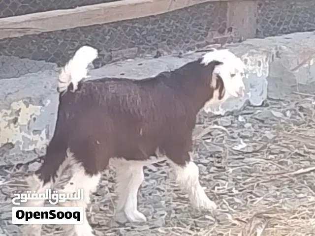 جدي مشرروع فحل