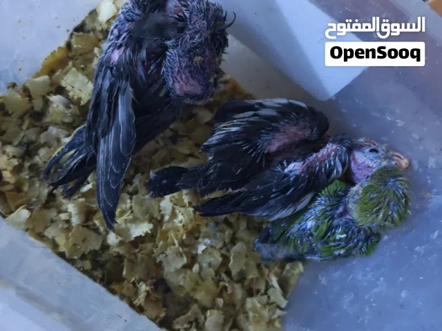 افراخ طيور للبيع