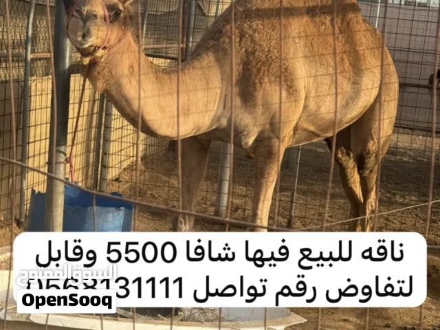 ناقه للبيع ضحية