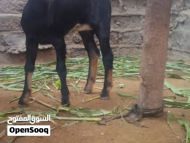 ماعز انثئ صغير عمره شهر