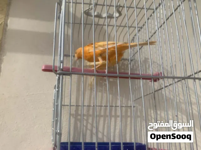 كنار احمر حبات طوال ورفاع ولاد بناديق