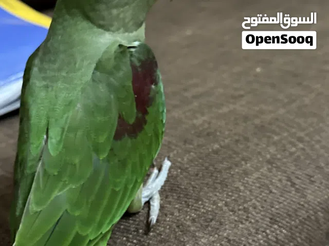 ببغاء نيبالي أليف جدا يحب اللعب ومرح جدا Nepalese parrot for sale excellent health and playful