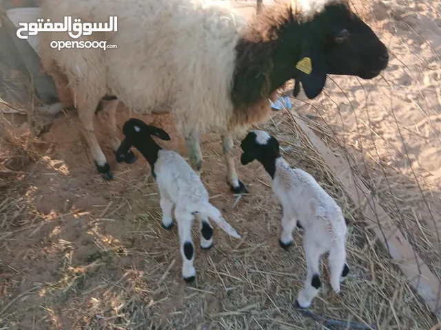 نعجتين اول جمع