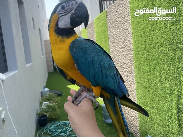 Blue and gold missing Macaw