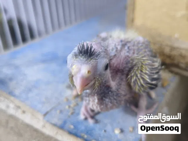 صغير الكوكتيل عمره سبوعين