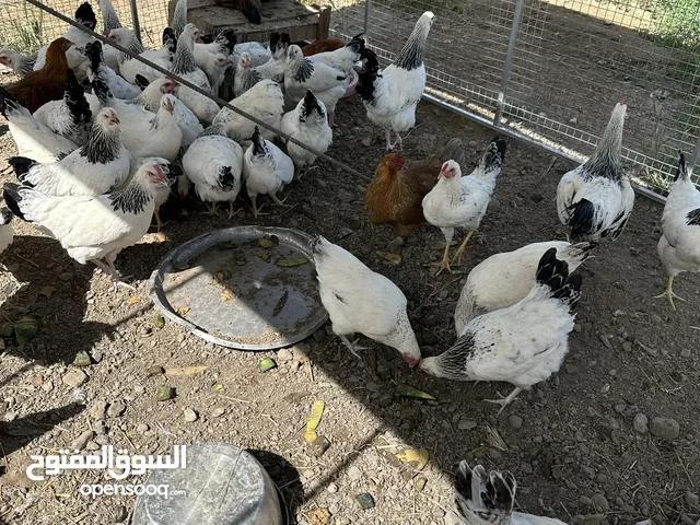 دجاج الفرنسي